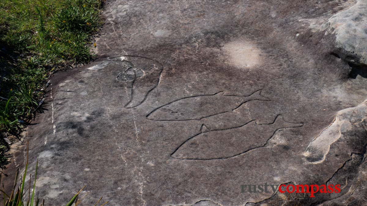 Fish carved in stone on Ben Buckler headland, Bondi